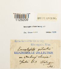 Encalypta ciliata image