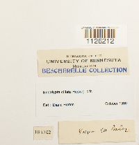 Encalypta ciliata image