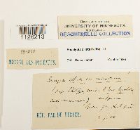 Encalypta ciliata image