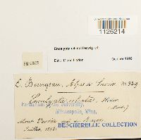 Encalypta ciliata image