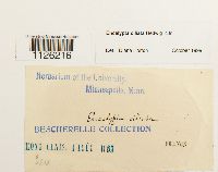 Encalypta ciliata image