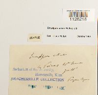 Encalypta ciliata image