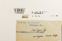 Encalypta ciliata image