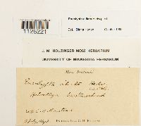 Encalypta ciliata image