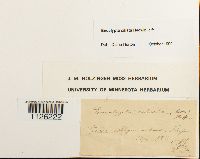 Encalypta ciliata image