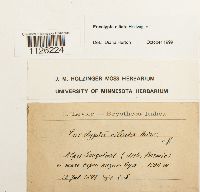 Encalypta ciliata image