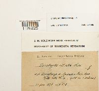 Encalypta ciliata image