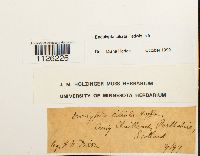 Encalypta ciliata image