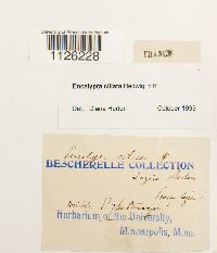 Encalypta ciliata image