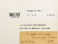 Encalypta ciliata image