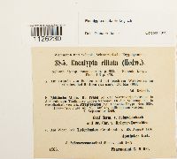 Encalypta ciliata image