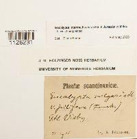 Encalypta intermedia image