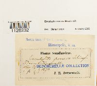 Encalypta procera image