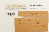 Encalypta procera image