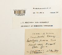 Encalypta procera image