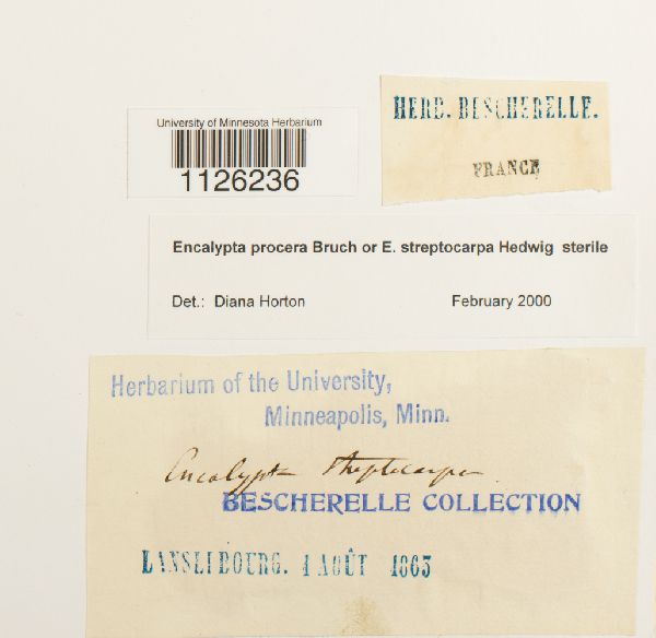 Encalypta procera image