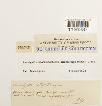 Encalypta procera image