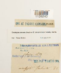 Encalypta procera image