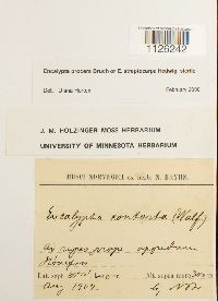 Encalypta procera image