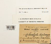 Encalypta procera image