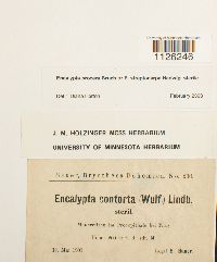 Encalypta procera image