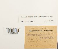 Encalypta rhaptocarpa image