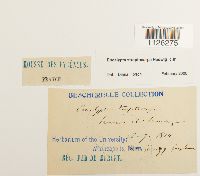 Thumbnail image of current specimen