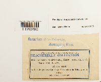 Thumbnail image of current specimen