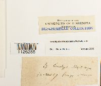 Thumbnail image of current specimen