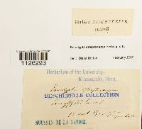 Thumbnail image of current specimen