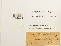 Encalypta streptocarpa image