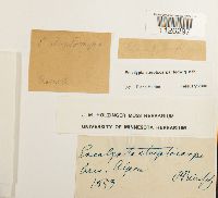 thumbnail image of current specimen