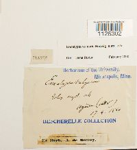 Encalypta vulgaris image