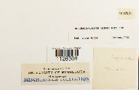 Encalypta vulgaris image