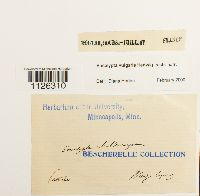 Encalypta vulgaris image