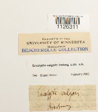 Encalypta vulgaris image