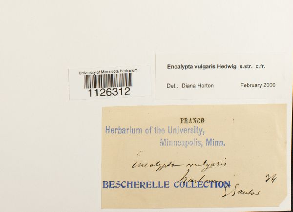 Encalypta vulgaris image