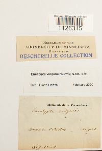 Encalypta vulgaris image