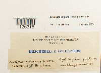 Encalypta vulgaris image