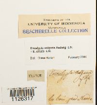 Encalypta vulgaris image