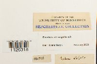 Encalypta vulgaris image