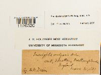 Encalypta vulgaris image