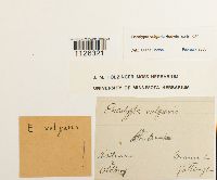 Encalypta vulgaris image