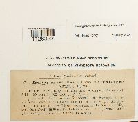 Encalypta vulgaris image