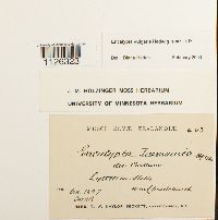 Encalypta vulgaris image