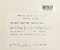 Encalypta vulgaris image