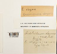 Media resource of Endotrichella elegans