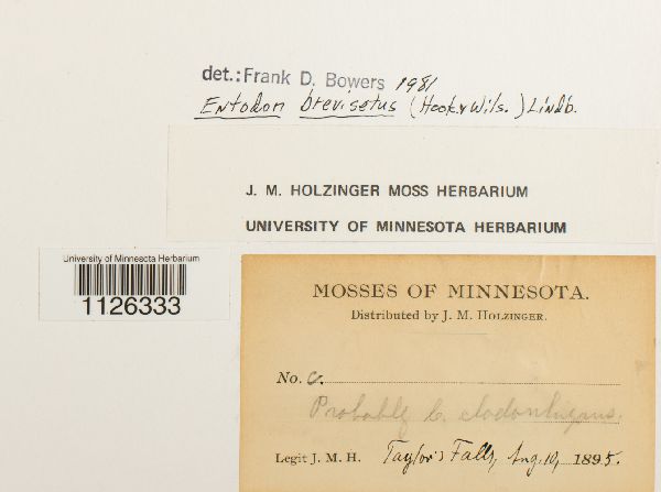 Entodon brevisetus image