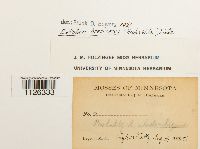 Media resource of Entodon brevisetus