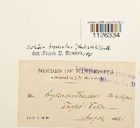 Entodon brevisetus image